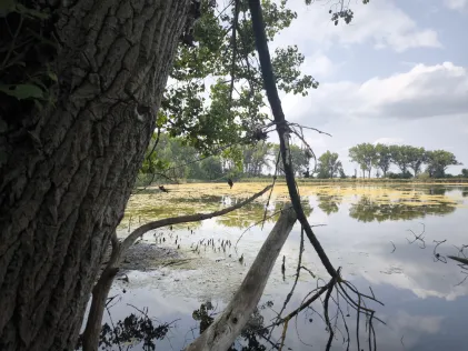 Cösitzer Teich