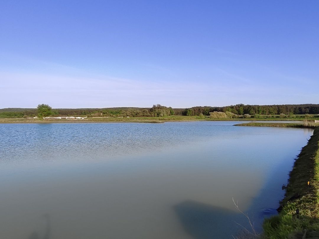 Frischenweiher (Weppersdorf) angeln