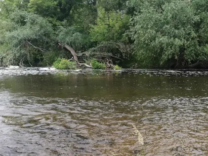 Mulde (Dessau)