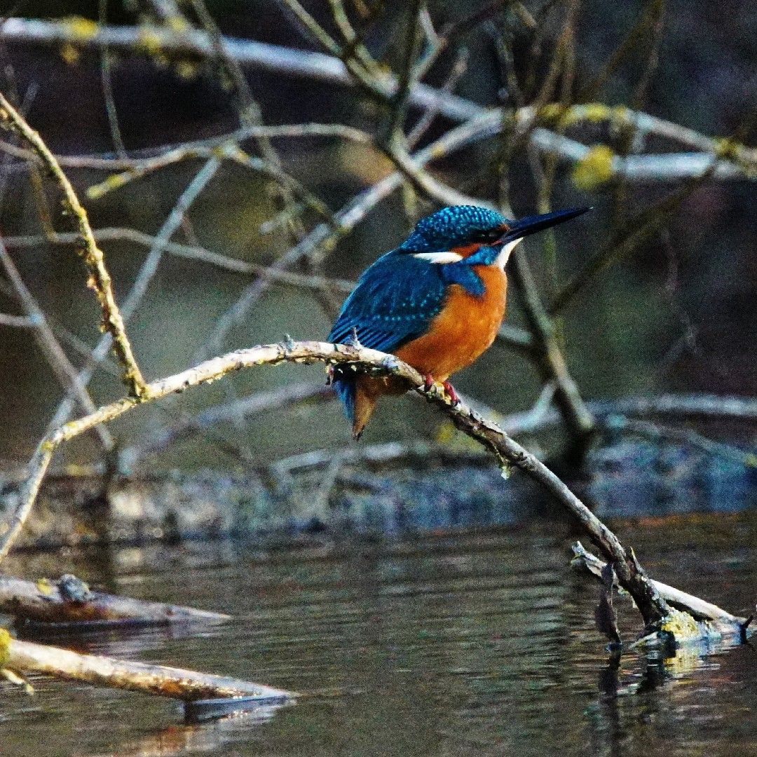 Tonteich Brusendorf angeln