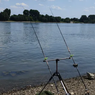 Rhein (Sürth)