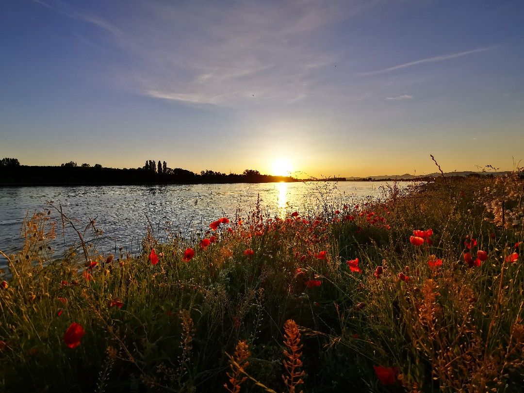 Rhein (Rheinmünster) angeln