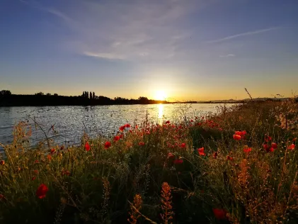 Rhein (Rheinmünster)