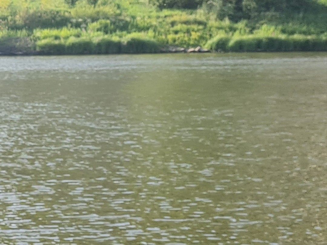 Mosel (Klüsserath) angeln