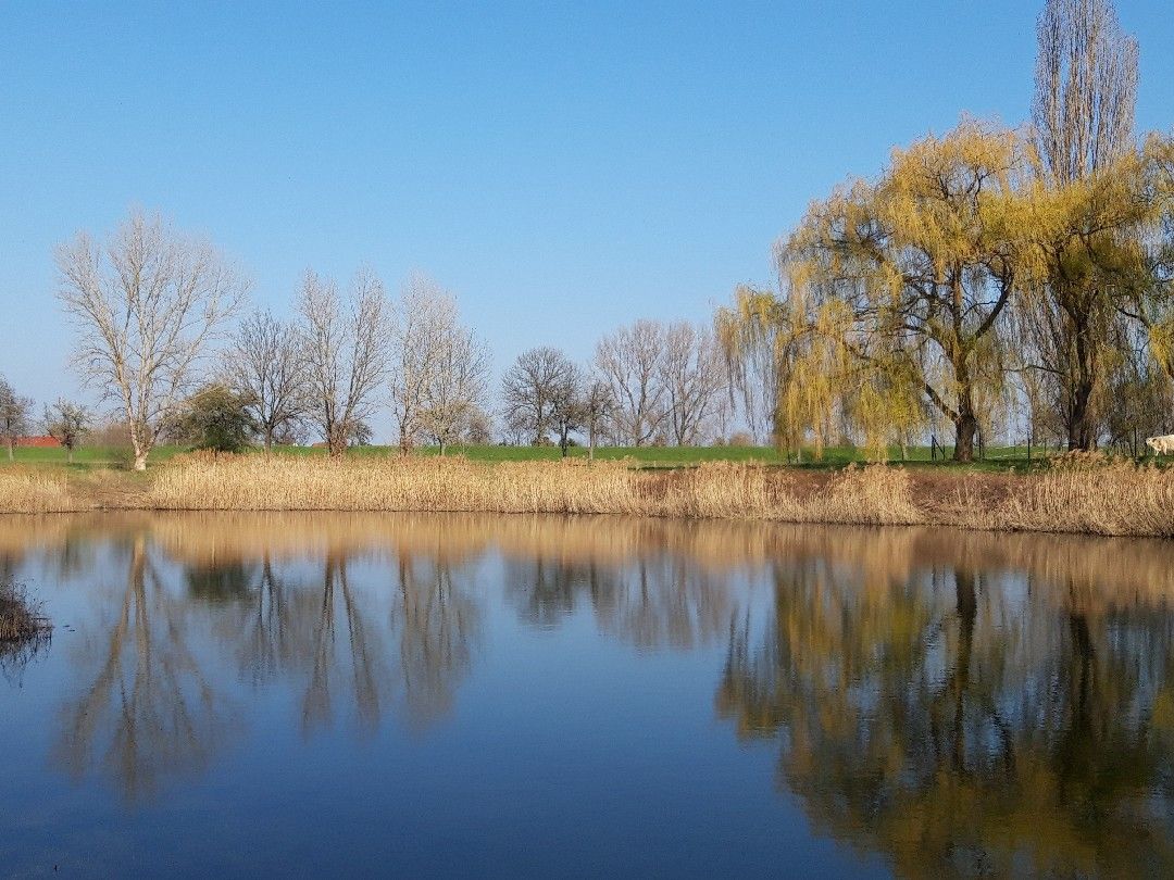 Dorfteich Kröllwitz angeln