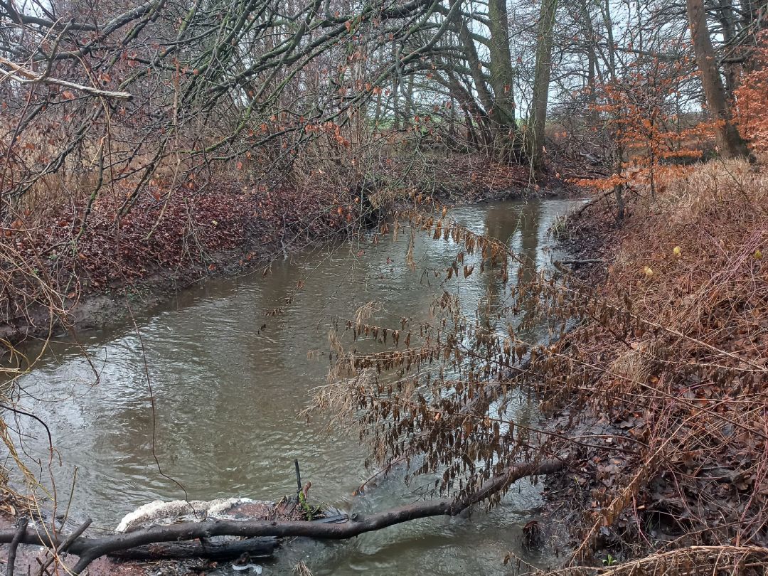 Kleiner Waldbach (Neuburg) angeln