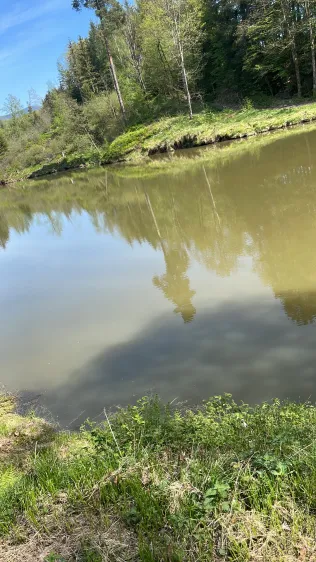 Berger Weiher (Metten)