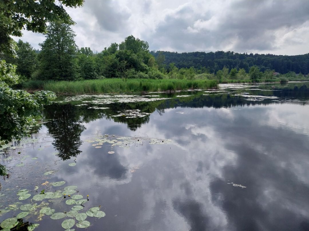 Ebenweiler Weiher angeln