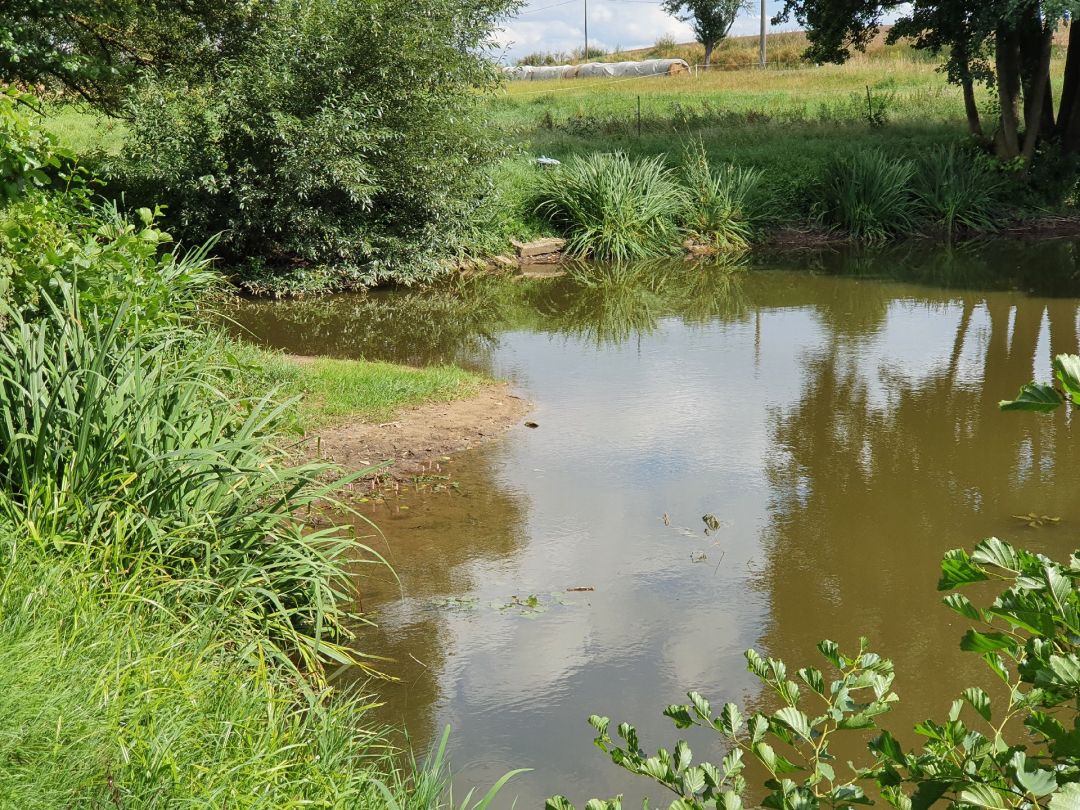 Schäferteich (Hörsingen) angeln