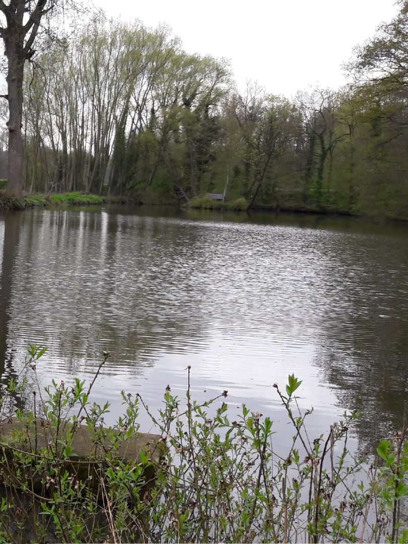 Heubach (Steinheim) angeln