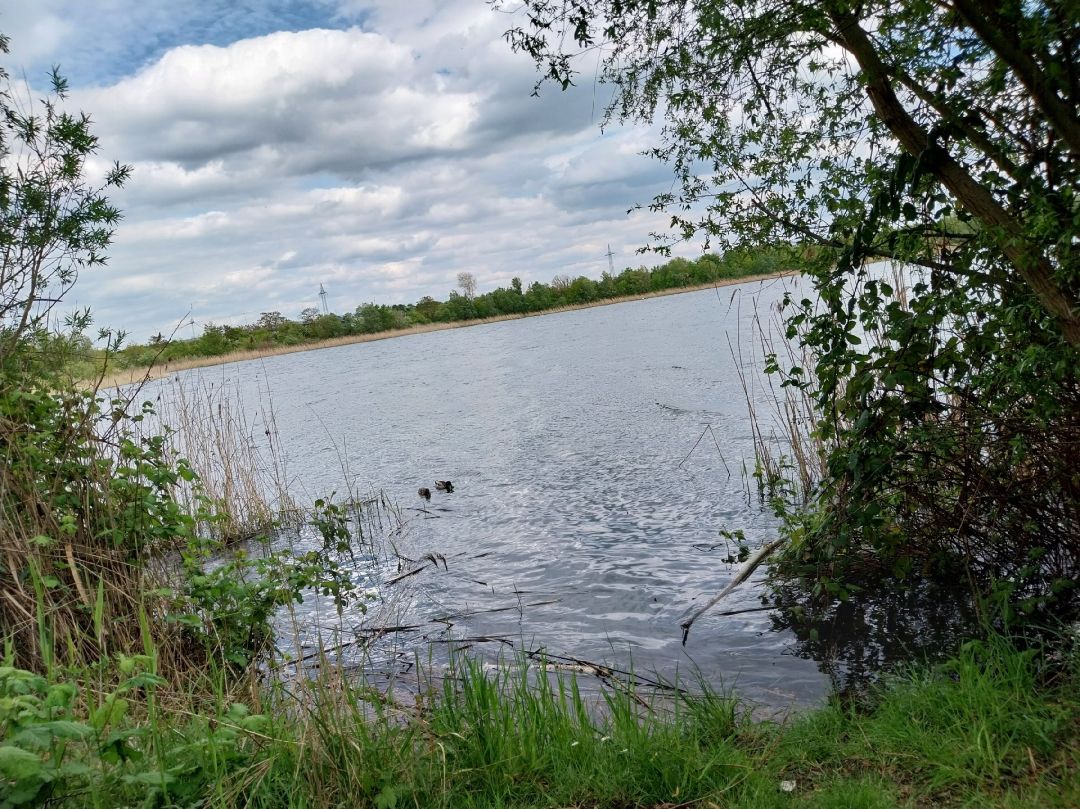 Neustädter See 1 (Magdeburg) angeln