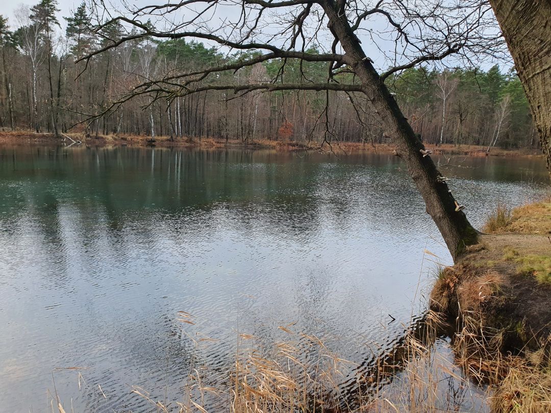 Baggerteich Fermerswalde angeln