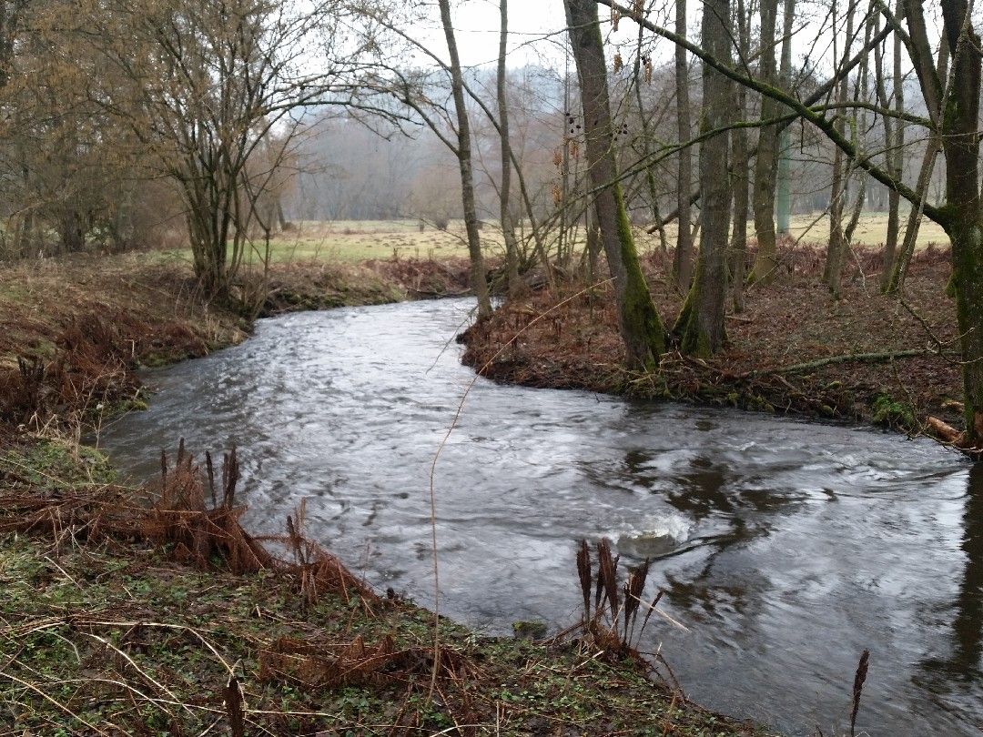 Höllbach (Wiesent) angeln