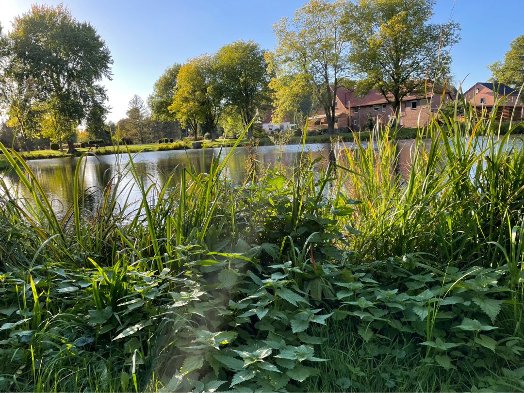 Mühlenteich Knesebeck angeln