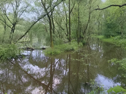Nette (Osnabrück)