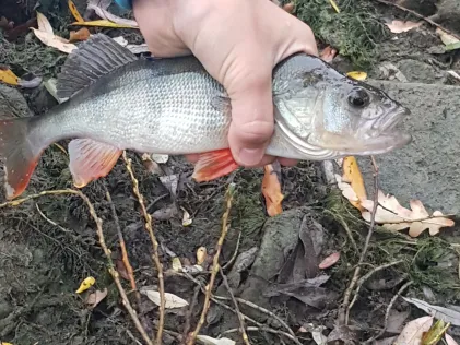 Vereinssee ESV Worms