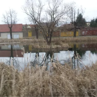 Springteich (Calau)