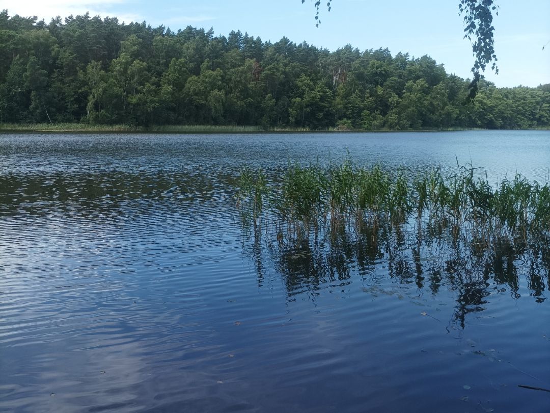 Röthsee (Godendorf) angeln