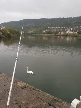 Mosel (Oberbillig-Wasserbillig)
