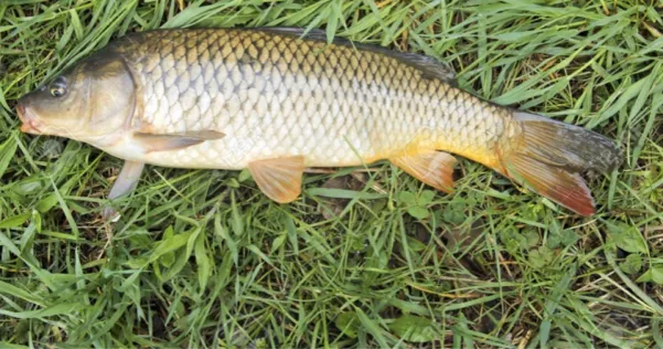 Erlichsee