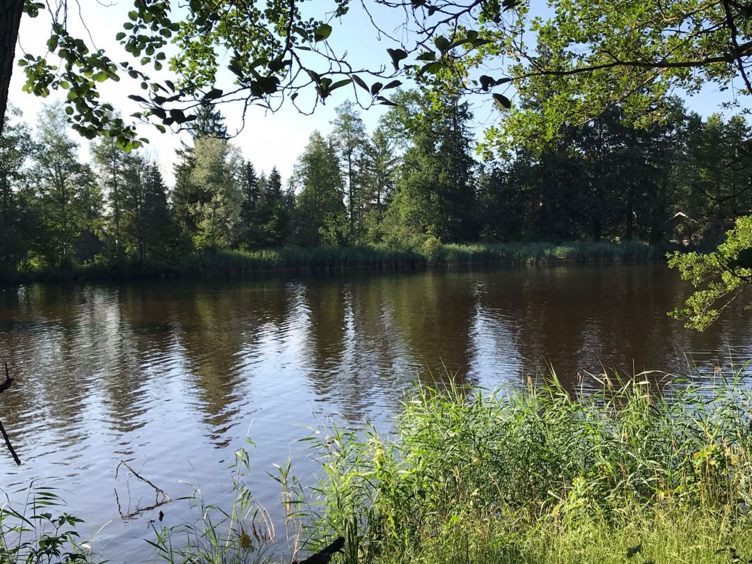 Schönauer Weiher angeln