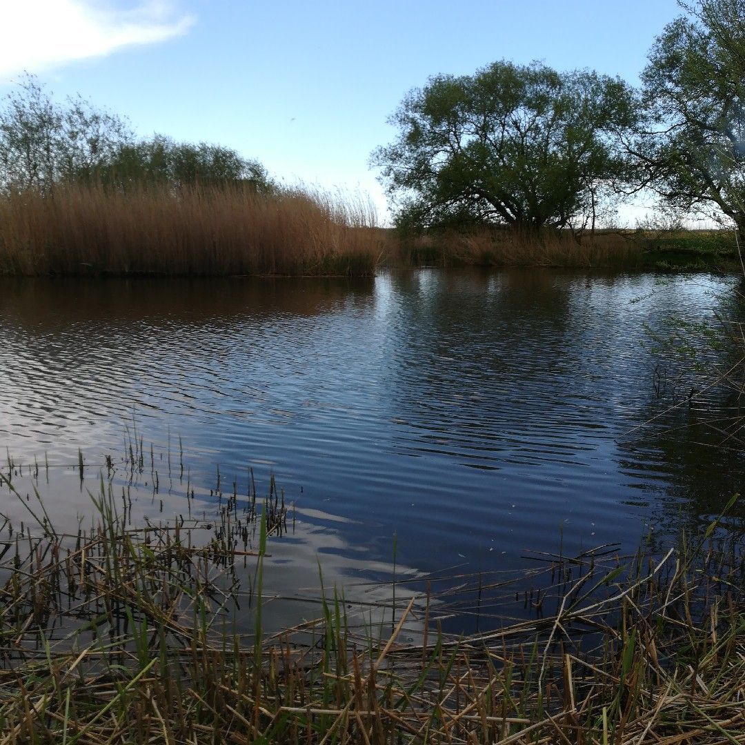 Altes Torfmoor (Malchin) angeln