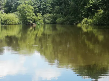 Teich am Sternberg (Frankenau)