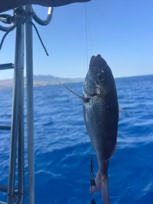 Ägäis (Kos)