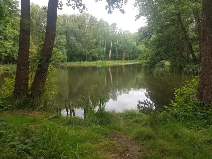 Waldmühlenteich (Coswig)