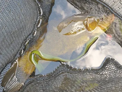 Finowkanal (Finow)