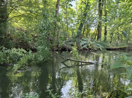 Pegnitz (Reichenschwand)