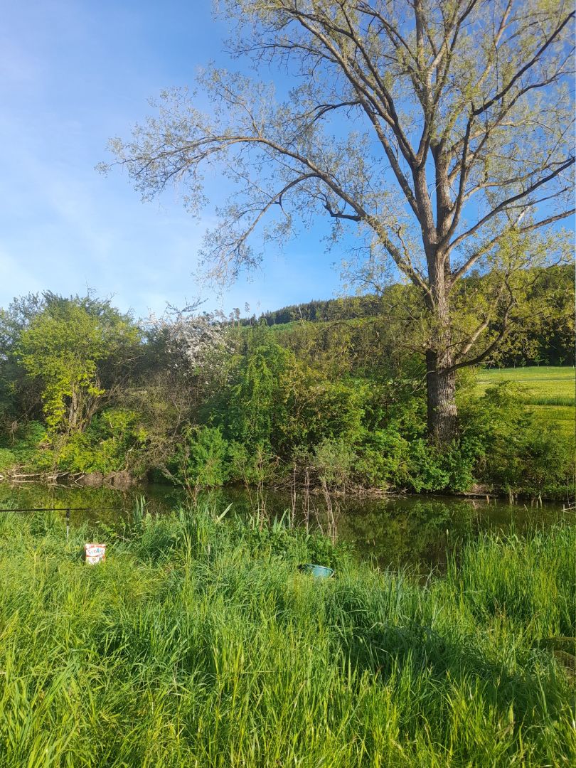 Donaualtarm Geisingen angeln