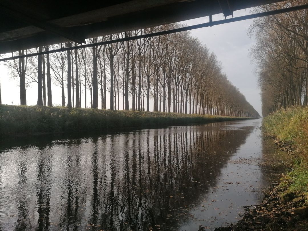 Kanal van de Leie (Damme) angeln
