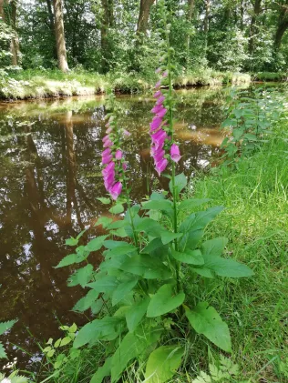 Deichhase (Quakenbrück)