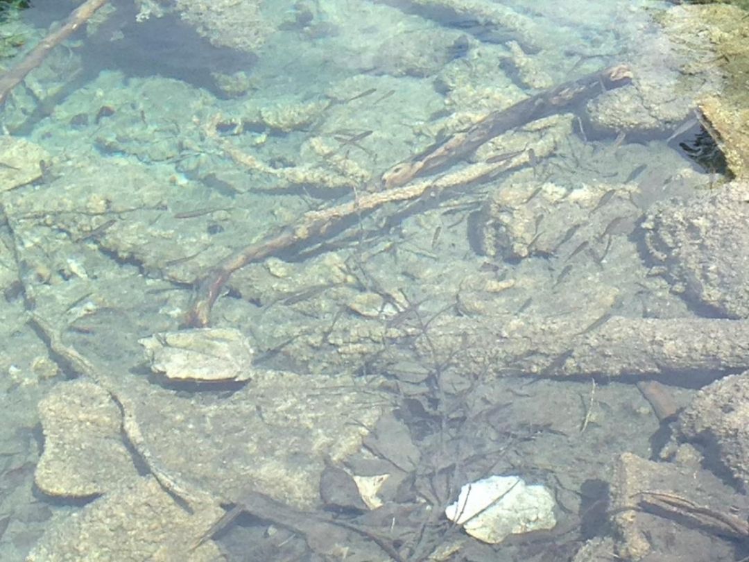 Eibsee angeln