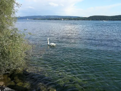 Radolfzeller Aach (Radolfzell)