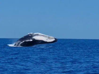 Indischer Ozean (Mauritius)