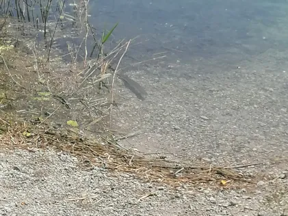 Baggersee Obergrashof