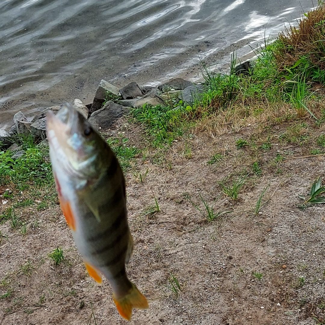 Irenensee (Uetze) angeln