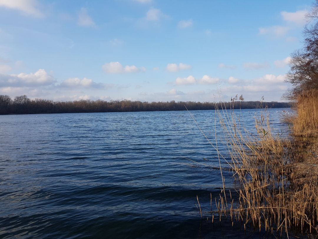 Rhein (Schwanau-Ottenheim) angeln