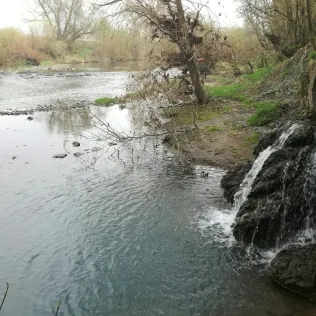 Alter Neckar (Freiberg am Neckar)