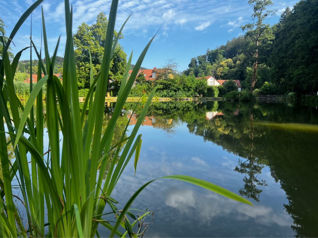 Hammerweiher (Schönau) angeln