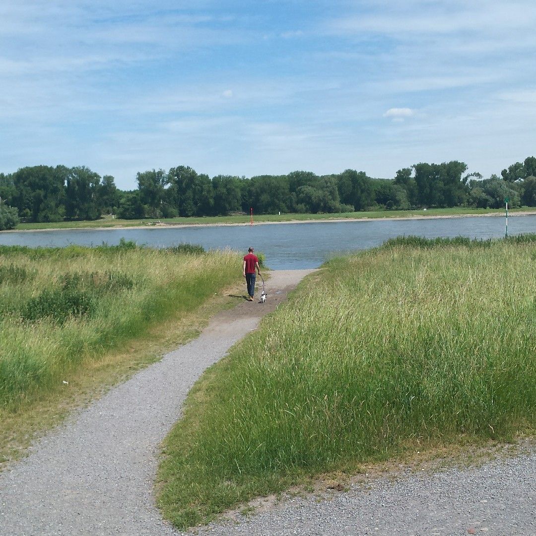 Rhein (Zons) angeln