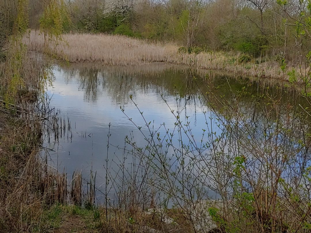 Teich im Industriegebiet Sietzsch angeln