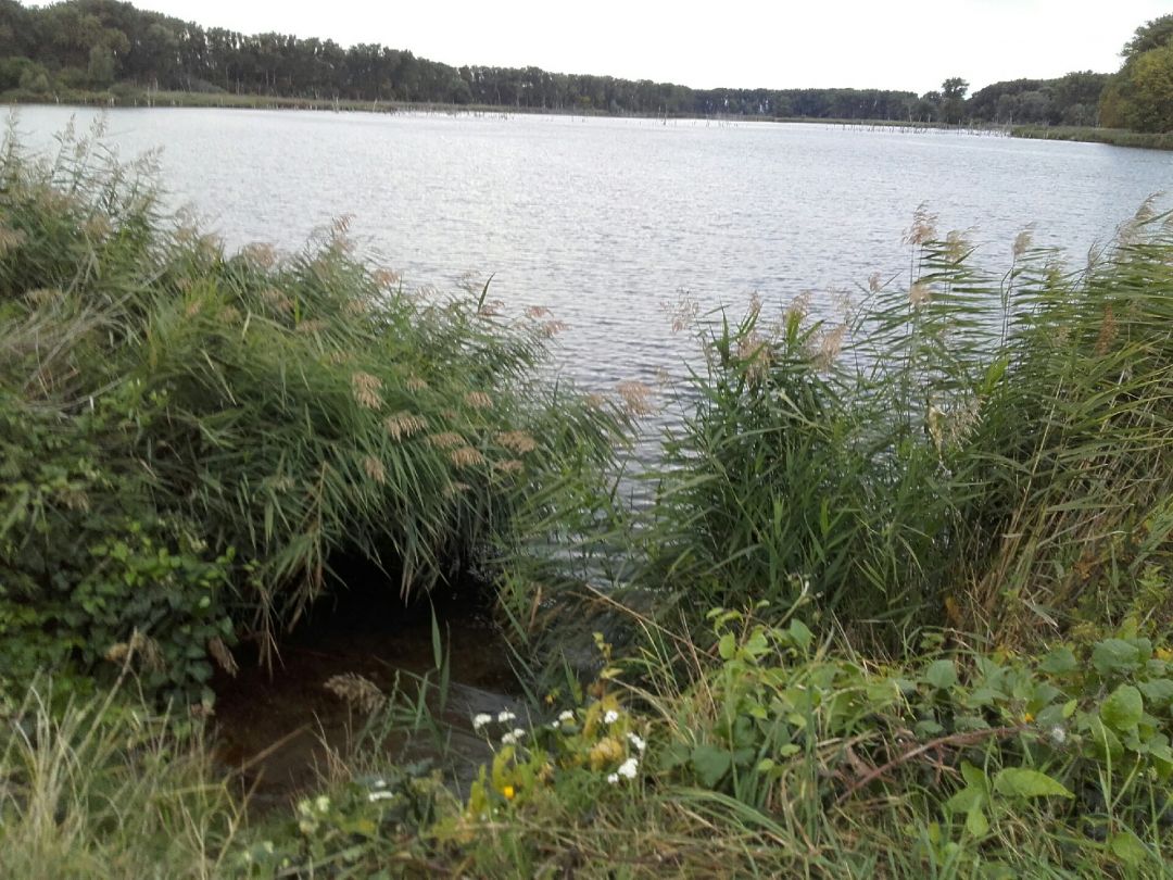 Bruchfeldsee (Wilslebener See) angeln