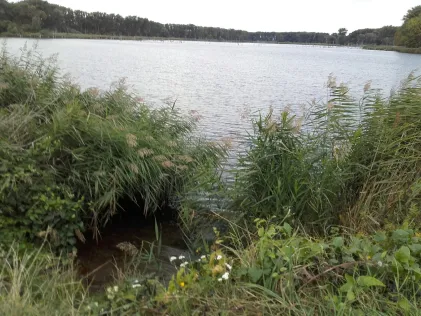 Bruchfeldsee (Wilslebener See)