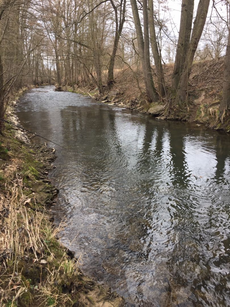 Schwarzbach (Meckesheim) angeln