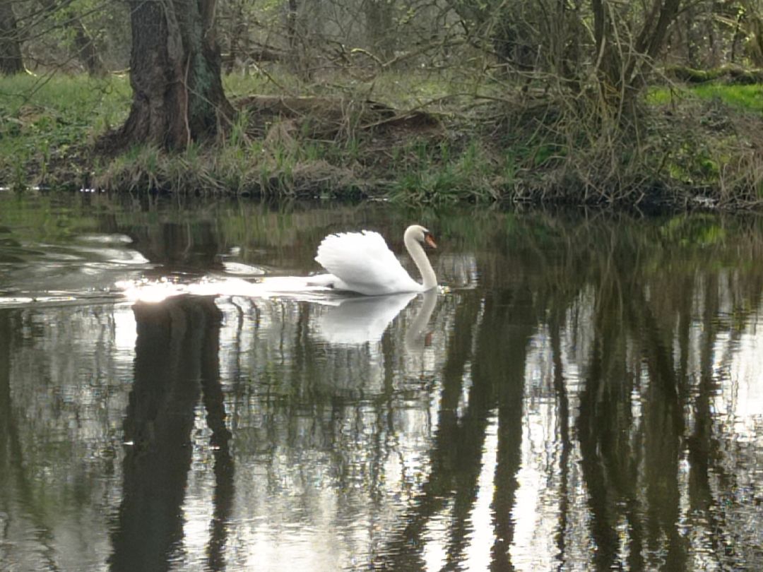 Havel (Malz-Friedrichsthal) angeln