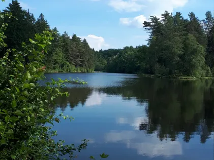 Waldsee Lopau