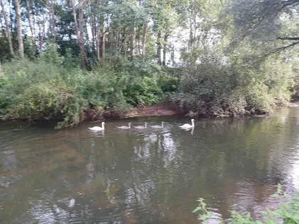 Hase (Halen)
